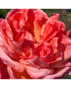 Sweet Mademoisell Hybrid Tea Rose