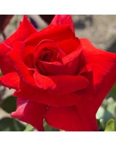 Dolly Parton Hybrid Tea Rose