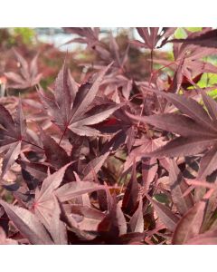 Fireglow Japanese Maple 