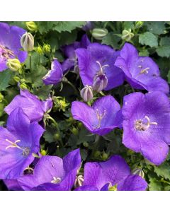 Bellflower 'Rapido Blue' 1G