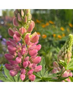 Lupine 'Gallery Pink' 1G