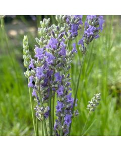 Lavender 'Provence' 1G