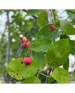 Diana Serviceberry Tree
