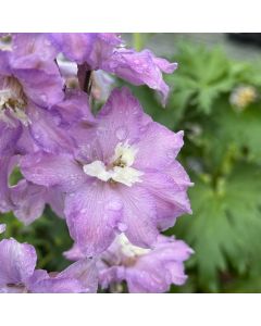 Delphinium NZ. Mini Pinks 1GAL
