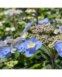 Tiny Tuff Stuff Hydrangea