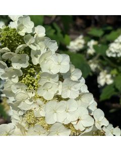 Gatsby Pink Hydrangea