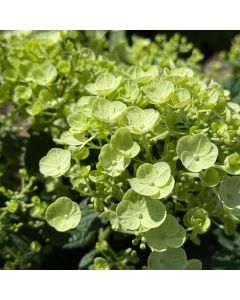 Tiny Quick Fire Hydrangea