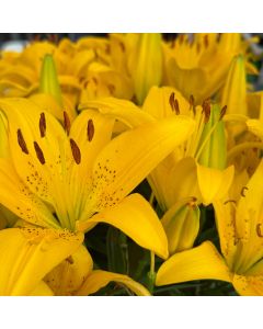 Asiatic Lily 'Gold Matrix' 1G