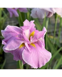 Iris Ens. Pinkerton  1GAL