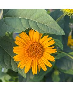 False Sunflower 'Tuscan Sun' 1