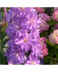 Delphinium Delgenius BreeZin