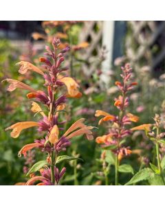 Anise-Hyssop 'Peachie Keen' 1G