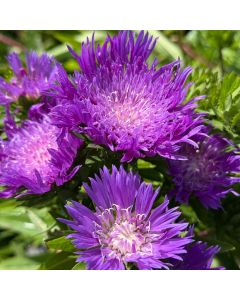 Stokes Aster 'Honey Purple' 1G