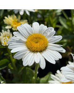Shasta Daisy 'Becky' 1G