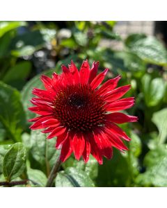 Coneflower 'Panama Red' 1G