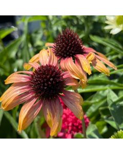 Coneflower 'Parrot' 1G