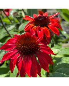Coneflower 'Sangrita' 1G