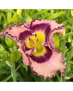 Daylily 'Sound of Heart' 1G