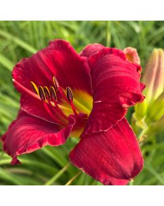 Daylily 'Funny Valentine' 1G