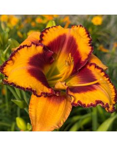 Daylily 'Blazing Glory' 1G