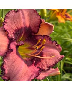 Daylily 'Fruitful & Multi' 1G