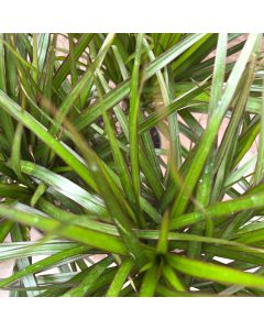 6" Dracaena, Marginata Braid