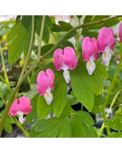 Bleeding Heart 'Old Fashion 1G