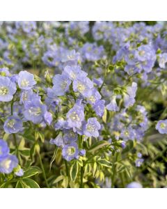 Jacobs Ladder 'Stairway' 1G