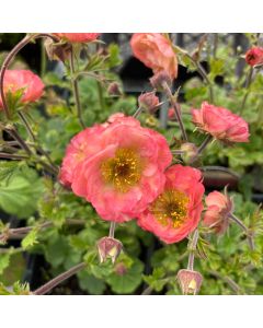 Avens 'Tempo Coral' 1G