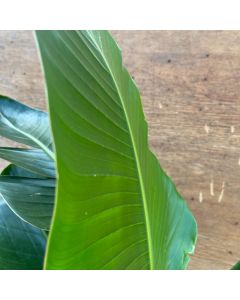 Bird of Paradise