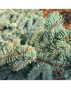 Thume Blue Spruce