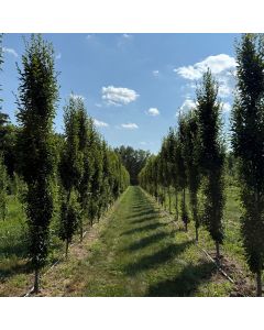 Pyramidal European Hornbeam