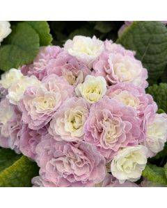 Primula Bele Pink Ice 1G