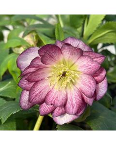 Hellebore 'Blushing Bride' 1G