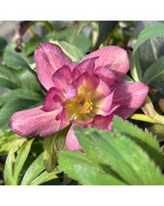 Hellebore 'First Dance' 1G