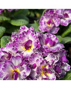 Primrose 'Lively Lilac' 1G