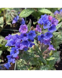 Lungwort 'Trevi Fountain' 1G