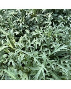 Mugwort 'Silver King' 1G