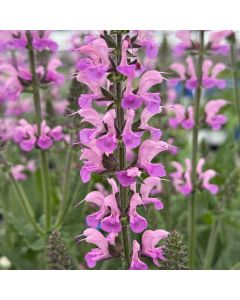 Sage 'Back to the Fuchsia' 1G