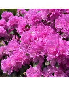 P.J.M. Elite Rhododendron