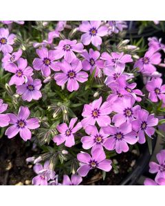 Phlox 'Eye Shadow' 1G