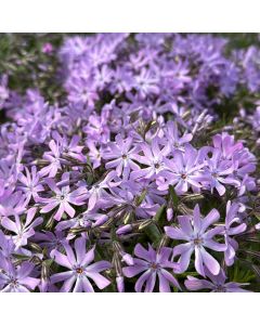 Phlox 'Emerald Blue' 1G