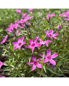 Phlox 'Crimson Beauty' 1G