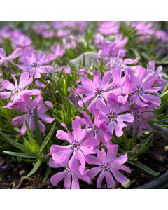 Phlox 'Bedazzled Pink' 1G