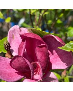 Genie Magnolia