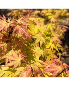 Katsura Japanese Maple