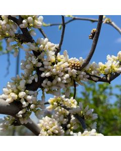 Vanilla Twist Redbud