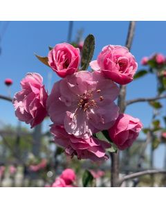 Brandywine Crabapple