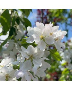 Rinki Crabapple