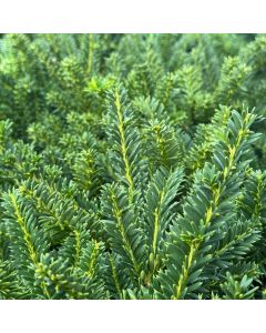 Emerald Spreader Yew